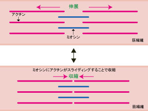 ふくらはぎの肉離れの治療のやり方 目黒駅前 首から治す整体院 薬剤師の整体院 Yajima