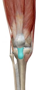 膝蓋靭帯