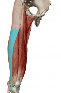 腸脛靭帯