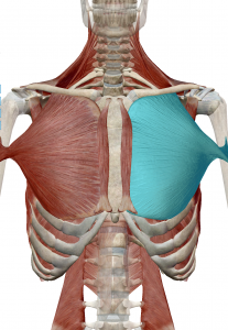 胸（大胸筋）の痛みには首のズレが関わっています